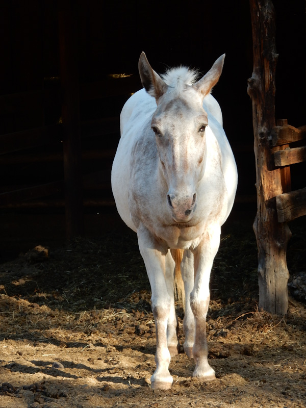 Diamond Hitch Ranch